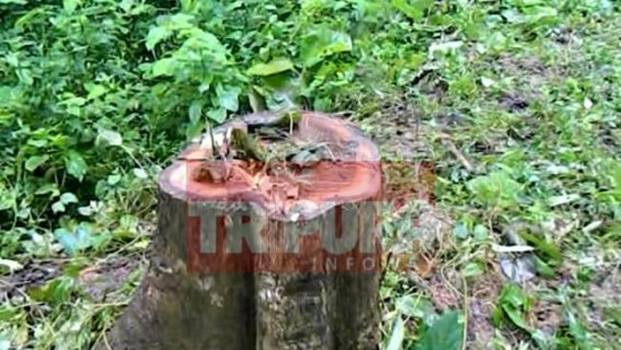 Forest Officer's role under scanner for illegal selling of woods Forest Officer's role under scanner for illegal selling of woods